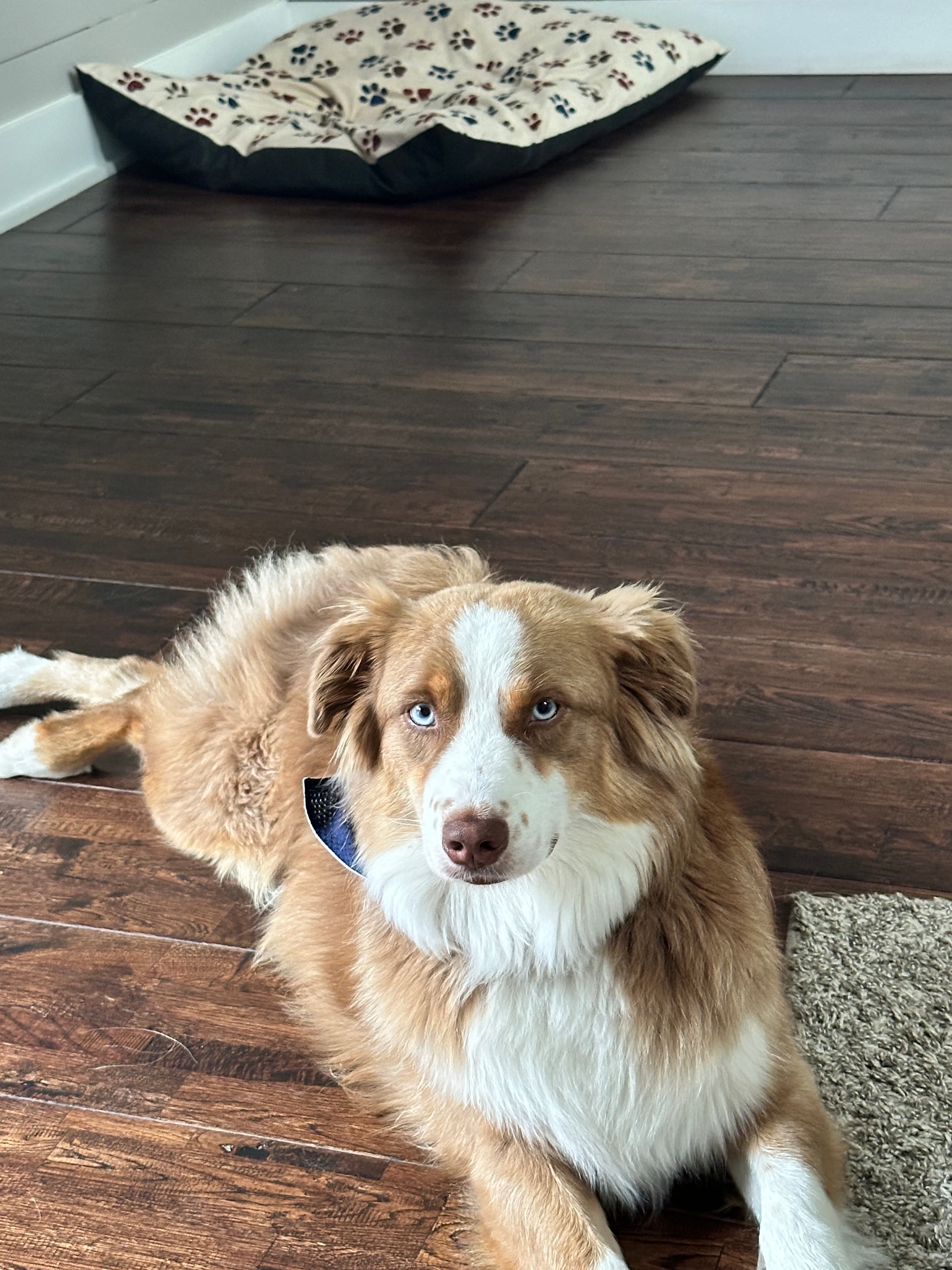 Lassi the therapy dog