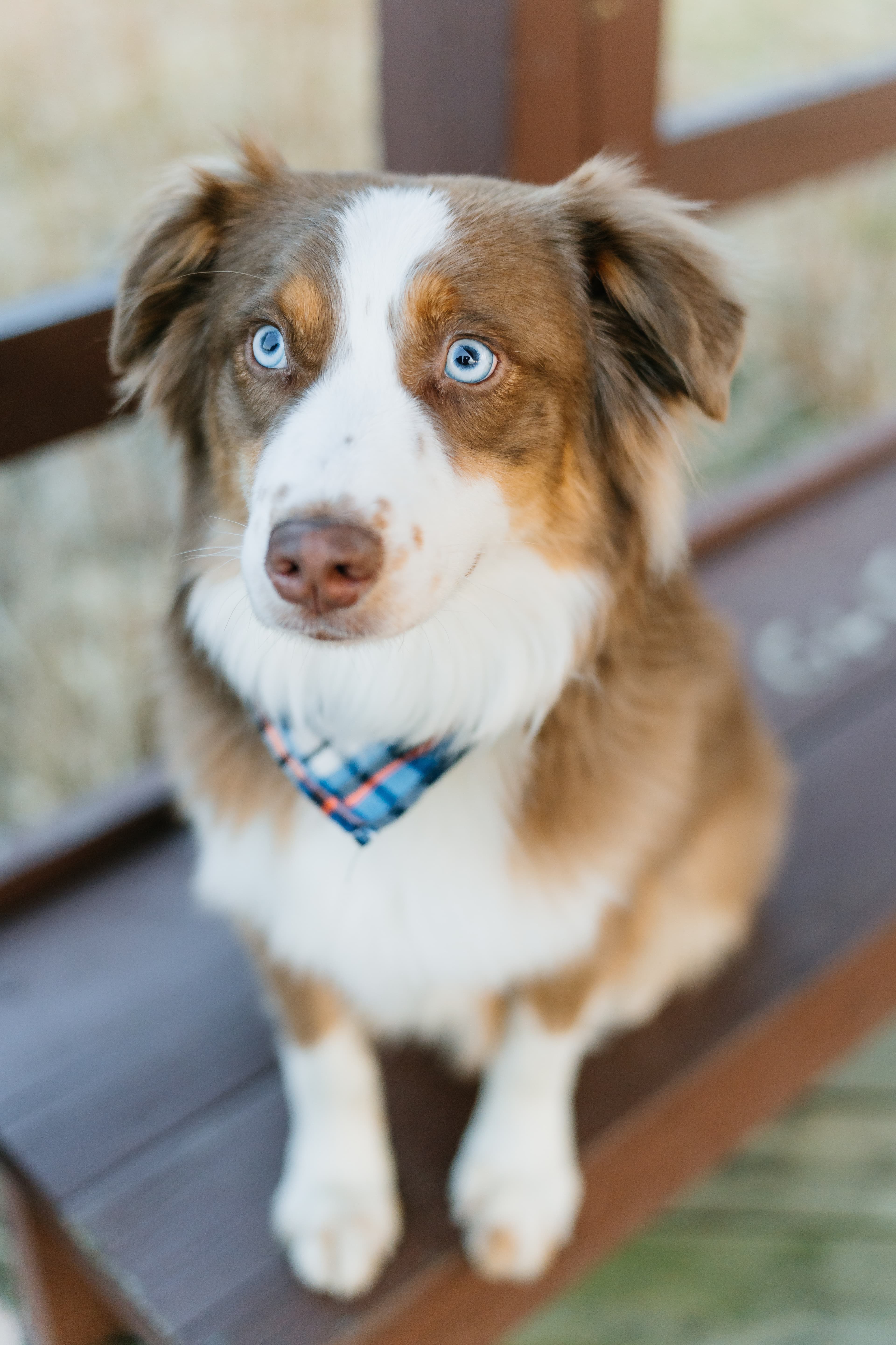 Lassi the therapy dog
